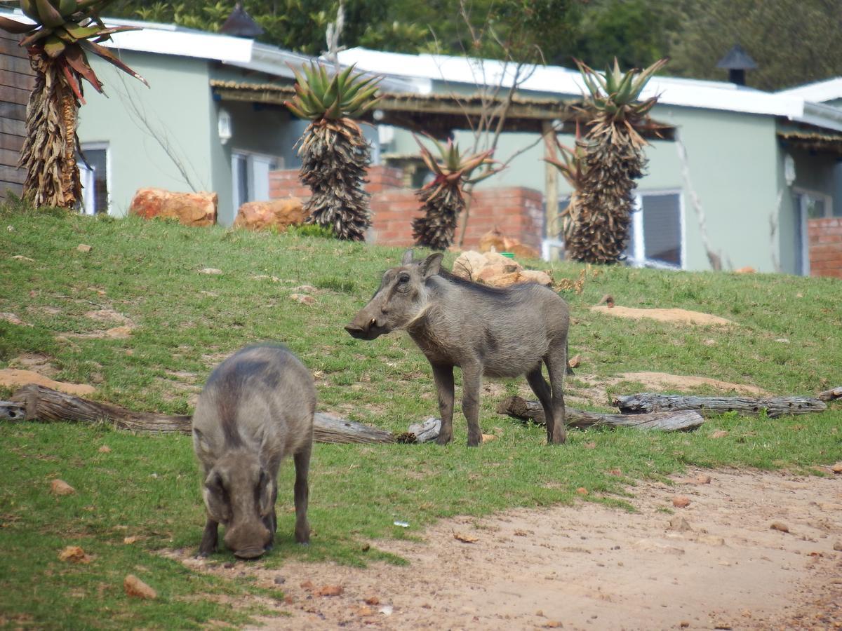 Stoneyvale Cottages Grahamstown Ngoại thất bức ảnh